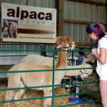 동물원 petting zoo 알파카